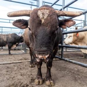 Meet your Posher, Lane